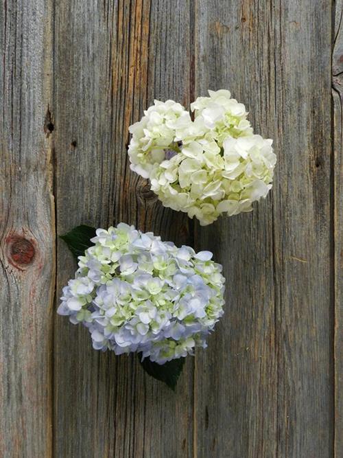 BLUE & WHITE  HYDRANGEAS